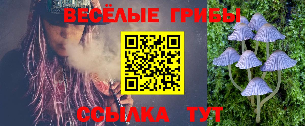 Псилоцибиновые грибы Psilocybe Горно-Алтайск